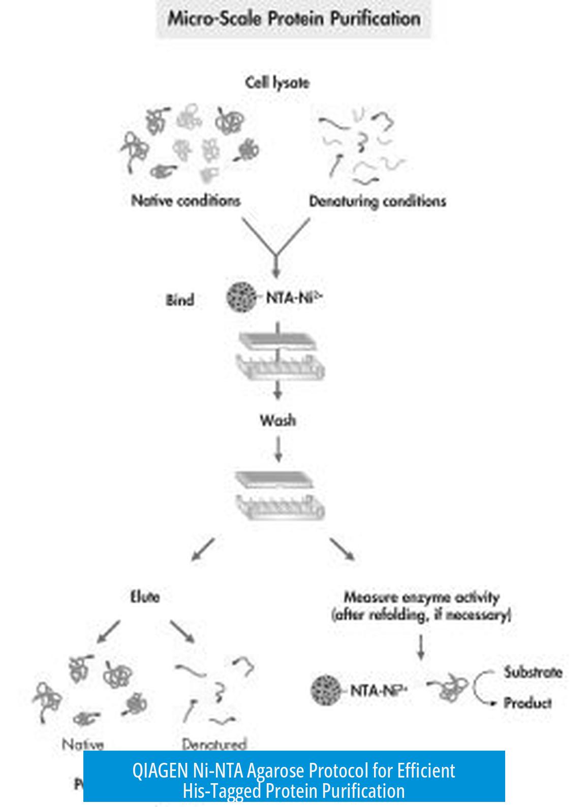 QIAGEN Ni-NTA Agarose Protocol for Efficient His-Tagged Protein Purification