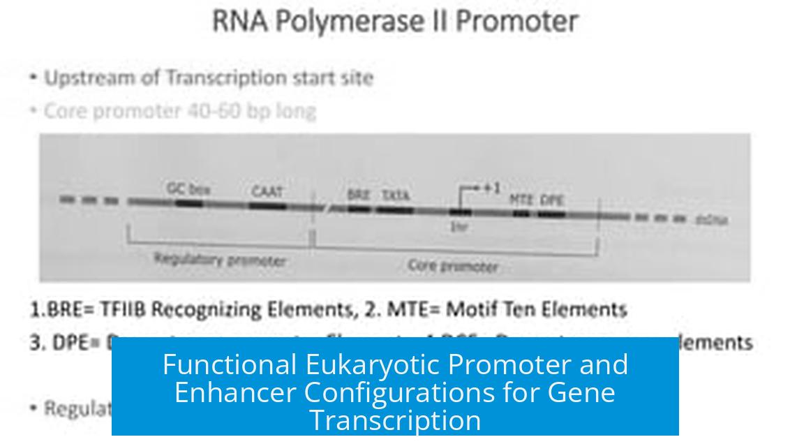 Functional Eukaryotic Promoter and Enhancer Configurations for Gene Transcription