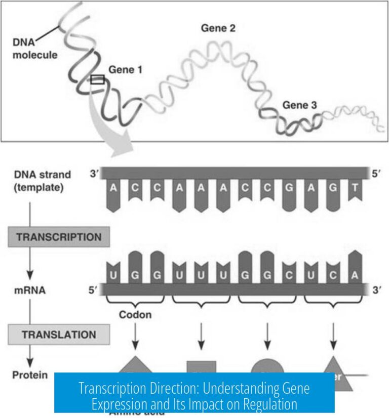 Transcription Direction: Understanding Gene Expression and Its Impact on Regulation