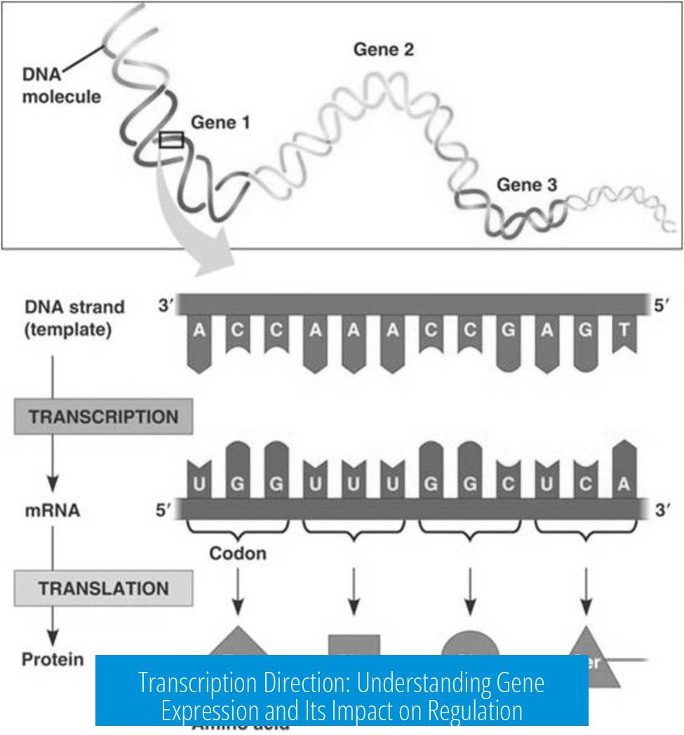 Transcription Direction: Understanding Gene Expression and Its Impact on Regulation