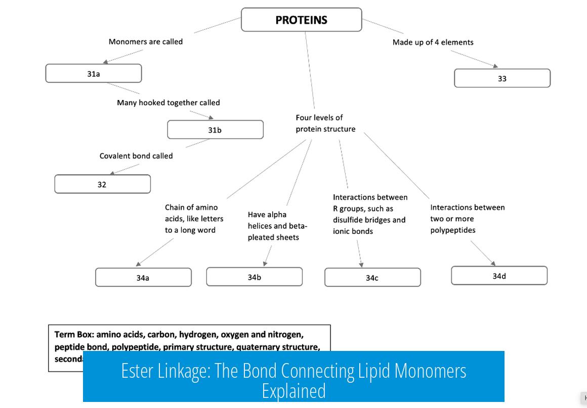 Ester Linkage: The Bond Connecting Lipid Monomers Explained