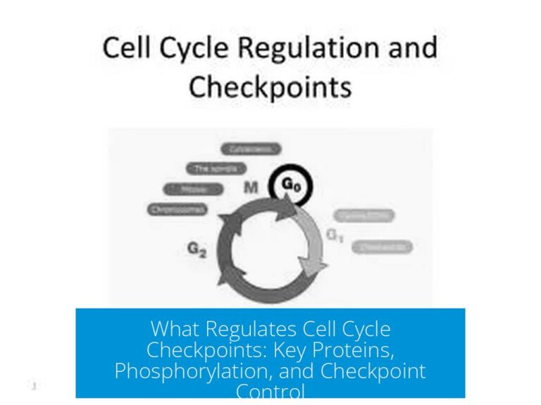 What Regulates Cell Cycle Checkpoints: Key Proteins, Phosphorylation, and Checkpoint Control