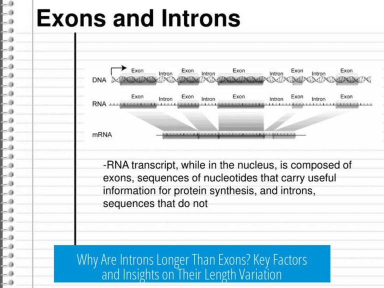 Why Are Introns Longer Than Exons? Key Factors and Insights on Their Length Variation