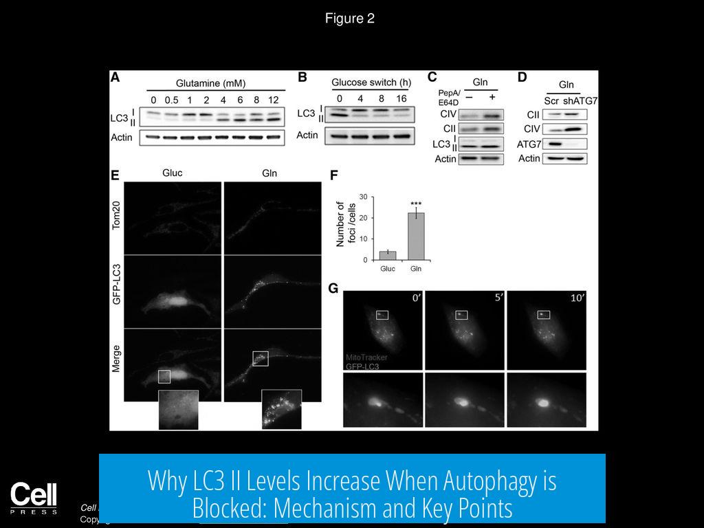Why LC3 II Levels Increase When Autophagy is Blocked: Mechanism and Key Points