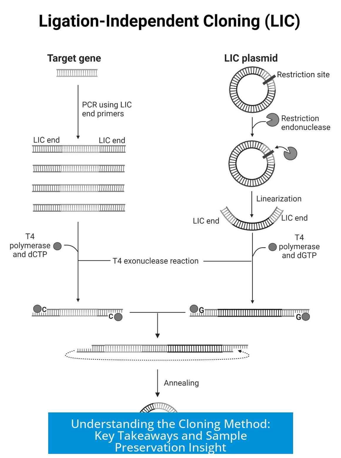 Understanding the Cloning Method: Key Takeaways and Sample Preservation Insight