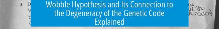 Wobble Hypothesis and Its Connection to the Degeneracy of the Genetic Code Explained