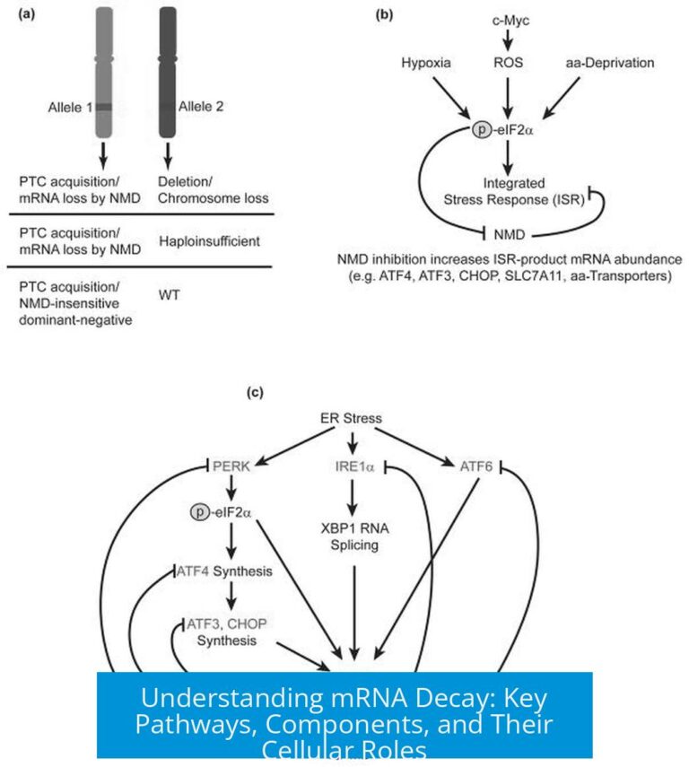Understanding mRNA Decay: Key Pathways, Components, and Their Cellular Roles