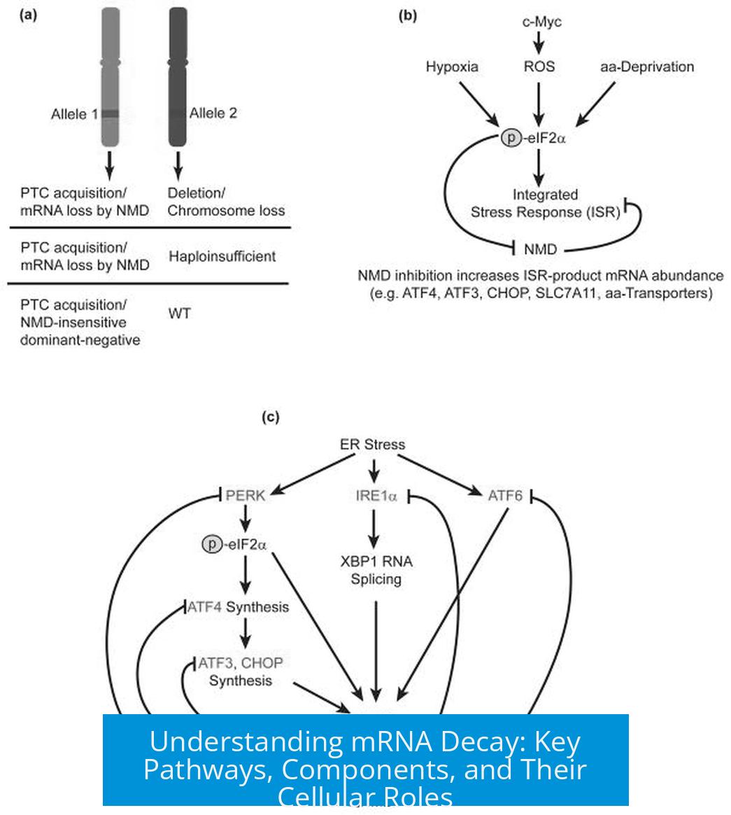 Understanding mRNA Decay: Key Pathways, Components, and Their Cellular Roles