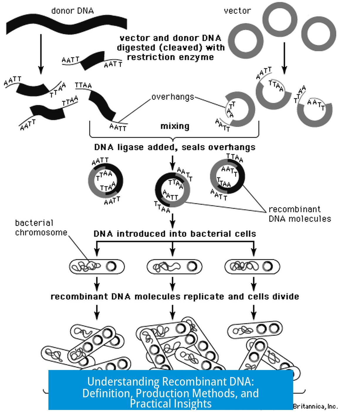Understanding Recombinant DNA: Definition, Production Methods, and Practical Insights